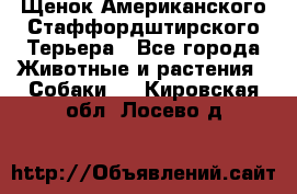 Щенок Американского Стаффордштирского Терьера - Все города Животные и растения » Собаки   . Кировская обл.,Лосево д.